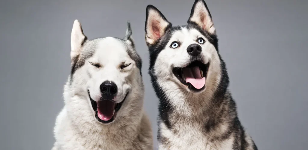 Pet Emotion